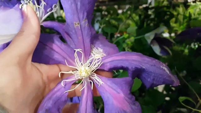 Клематисы, сирень. смотреть онлайн