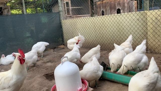 Самая лучшая  порода кур Бресс Гальская.