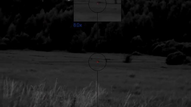 Гон косули начался! смотреть онлайн