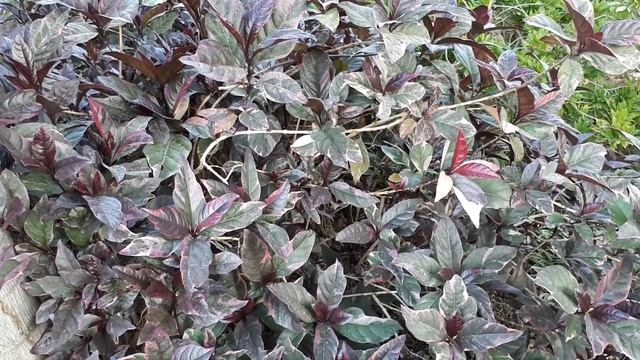 Pseuderanthemum - grow & care (Pastel flower) смотреть онлайн