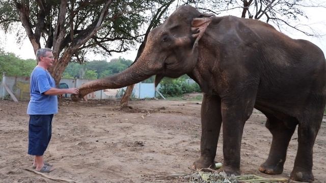 Remembering Romsai, the Bull Elephant смотреть онлайн