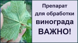 Препараты для винограда! Обработка винограда! Мильдью и оидиум.
