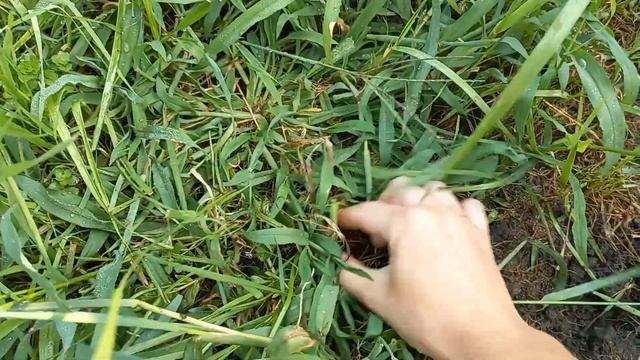 У нас беда?Сорняки на газоне.Восстановление газона.Избавляемся от сорняка на газоне.