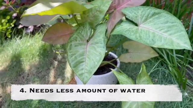 All about Syngonium plant | Must know about syngonium | Shocking health benefits #syngonium смотреть онлайн