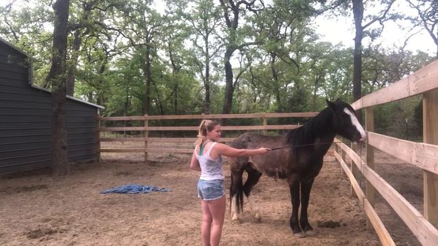 Wild Mustang Day 2 (Part 1) | 2021 Oklahoma Extreme Mustang Makeover Ep. 4 смотреть онлайн