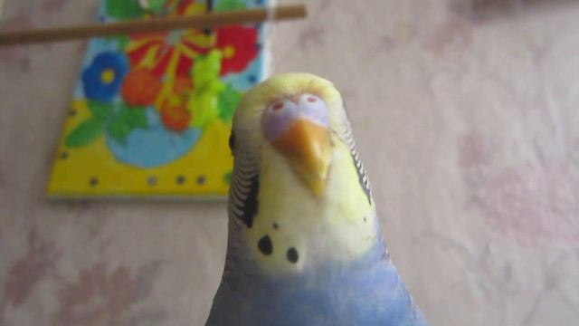 ТОША ГОВОРИТ ПРИВЕТ смотреть онлайн