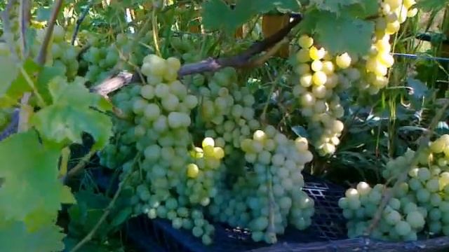 Виноград Мускат Куйбышевский - один из лучших для северных регионов. смотреть онлайн