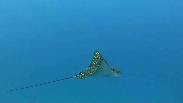 Скат - пятнистый орляк / Spotted eagle ray. Бухта Abu Dabbab. Красное море. Египет. смотреть онлайн