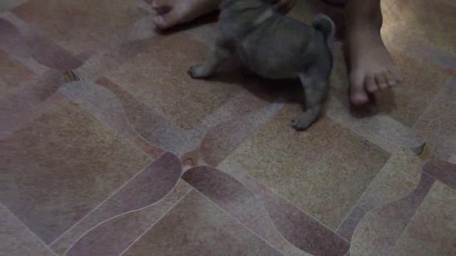 веселый месячный мопсик. смотреть онлайн