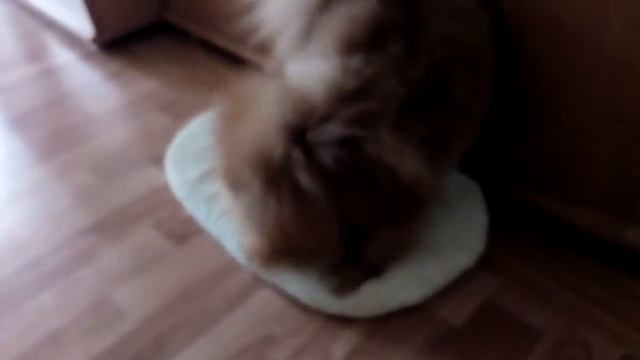 Шпиц Фиби копает подушку смотреть онлайн