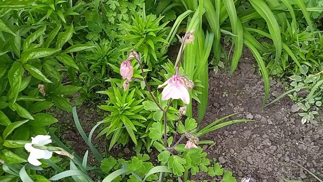 Квіти які цвітуть на початку травня. #квітидлясаду #квіти #нарциси #тюльпани #іриси #бузок смотреть онлайн