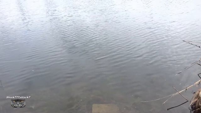 Щука на живца! Трофейная щука на ПРУДУ.2022.год. смотреть онлайн