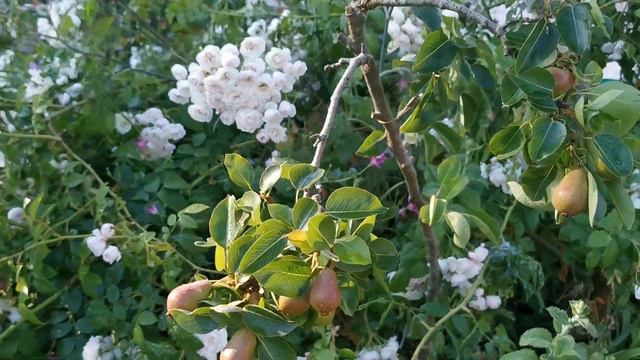 Climbing Rose Ethel смотреть онлайн