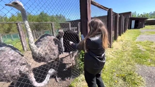 Купили садовую мебель. Всегда мечтала завести страуса... Едем на страусиную ферму! смотреть онлайн