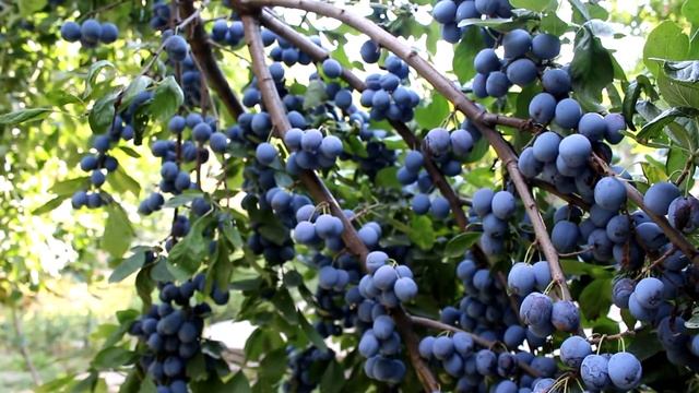 Терновик, или слива колючая (Prúnus spinósa) смотреть онлайн