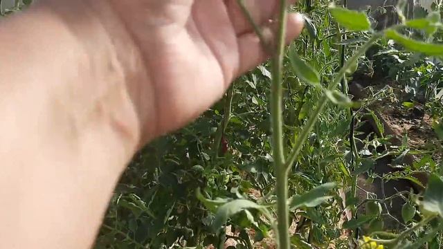 Подкормка которая даёт урожай крупных томатов. смотреть онлайн