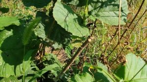 ?100 процентная прививка растений+правильное хранение черенков /летняя прививка /