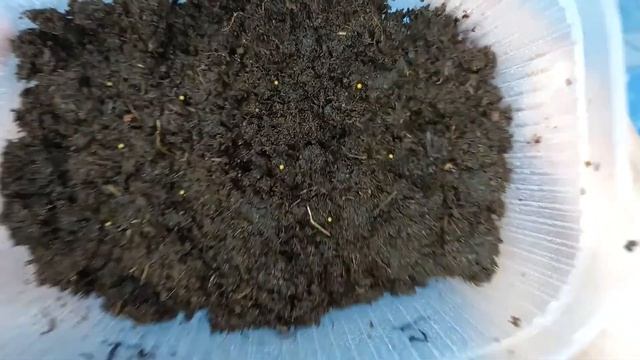 Выращивание Глоксинии из семян, посев Глоксинии легко и просто смотреть онлайн