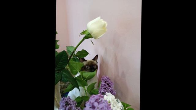 Этот праздник День рождения !!! смотреть онлайн