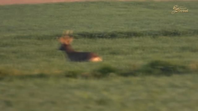 Hunting atypical roebuck - Drnje, Croatia 2022. смотреть онлайн