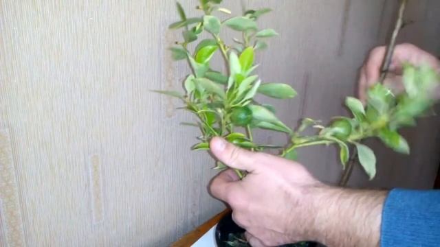 Підв'язка крони варієгатного каламондина. Garter crown Citrofortunella microcarpa. смотреть онлайн