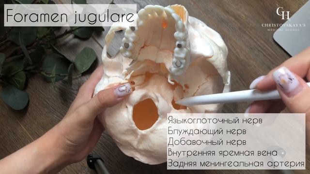 Отверстия наружного основания черепа | Анатомия смотреть онлайн