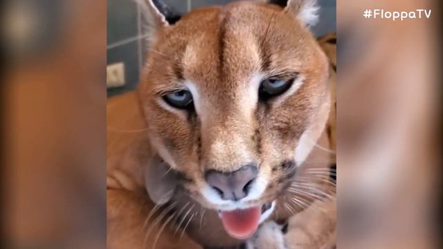 Floppa Adolf is Taking a Rest with Myxa : Caracal смотреть онлайн