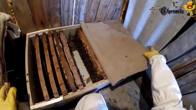 20180730 Осмотр роя в АпиДомике. Пасека с нуля. Видео дневник начинающего пчеловода... смотреть онлайн