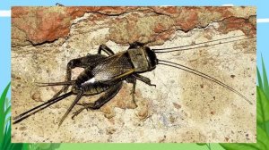 Отряды насекомых