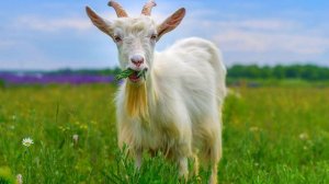 Изучаем звуки домашних животных. Викторина голоса животных