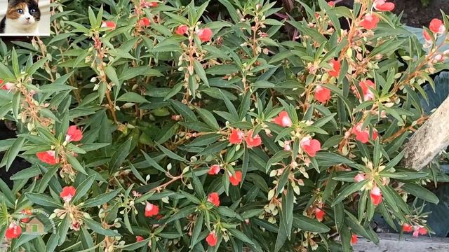 Бальзамин Садовый выращивание. Как собрать семена Бальзамина смотреть онлайн