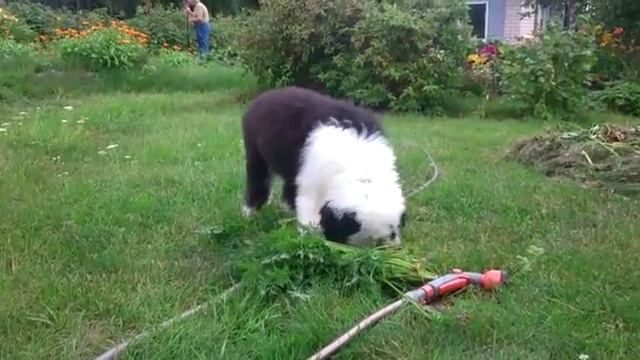 Fan Bo Bochonok Meda aka Mishka смотреть онлайн