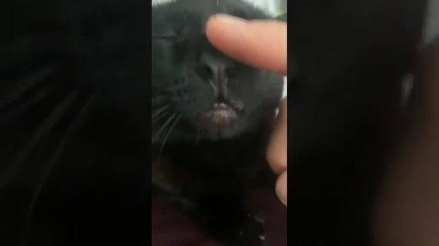 Кот ластится и отдыхает смотреть онлайн
