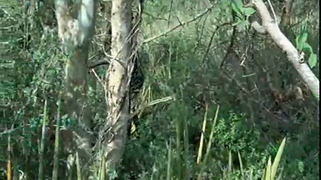 Тайный Меридиан - www.exotravel.ru смотреть онлайн