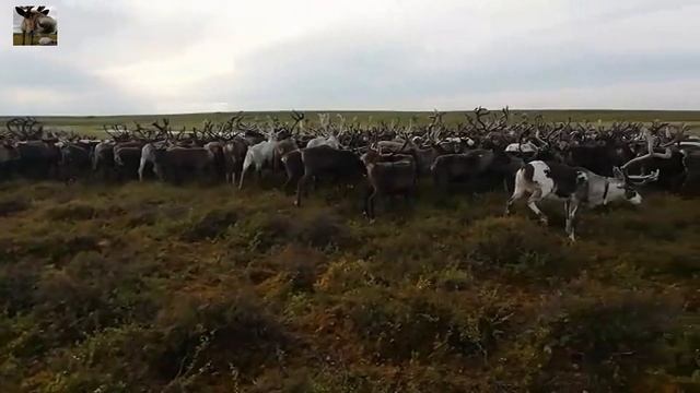 Пастбище / Стадо оленей смотреть онлайн