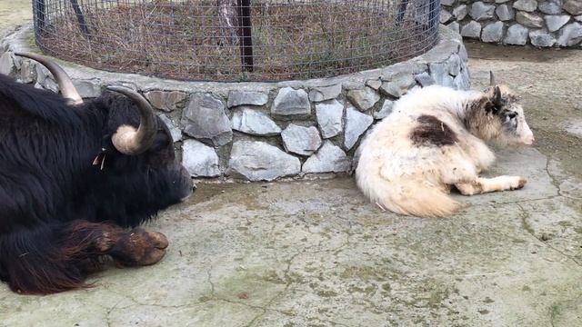 Милое семейство тибетских яков! Тайган  Dear Family Of Tibetan Yaks! Taigan
