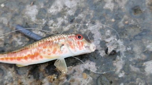 Рыбалка в Сочи с волнореза. Поймали ласточку смотреть онлайн