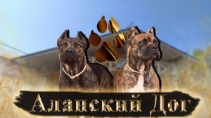 Очень редкая порода Аланский дог / какие прививки ставить /  Купирование ушей