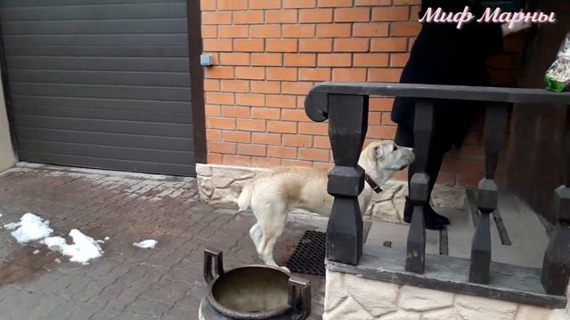 В гостях у щенка Алабая Миф Марны Жасана домашняя кличка Бархан Московская область г Королёв смотреть онлайн