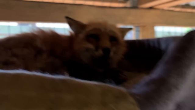 Алиса - лиса. В гнезде смотреть онлайн