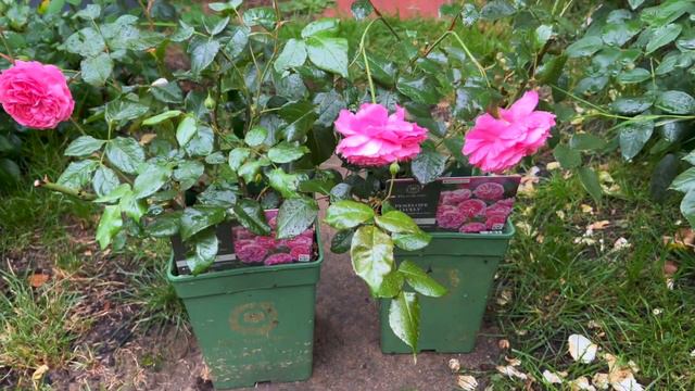 Rose review Penelope Lively. Thoughts about the David Austin rose. New rose 2023. Reviews. смотреть онлайн