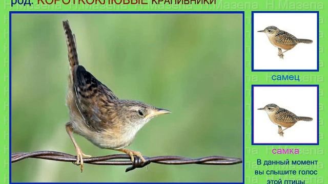 Крапивник. 3 часть. Голоса птиц смотреть онлайн