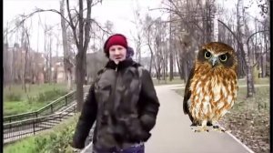 Stratofanoff - А я думала сова