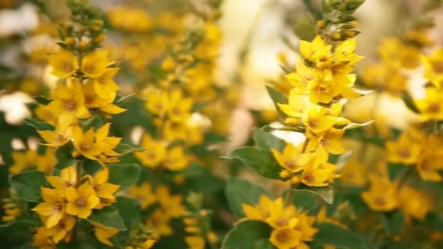 Фуршет в русском стиле