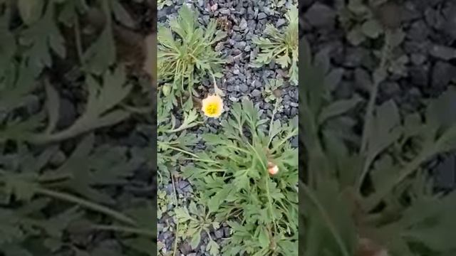 Уникальные растения. Хельсинки смотреть онлайн