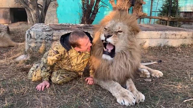 Лев Малыш раздражает вожака ! смотреть онлайн