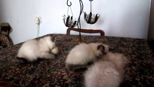 экзот и перс колор-пойнты смотреть онлайн