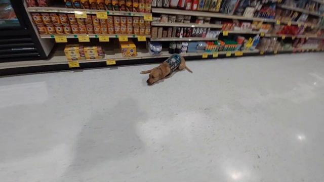 FAKE SERVICE DOG in Cart Gets REALLY Close to My LEGITIMATE Service Dog! + Q&A смотреть онлайн