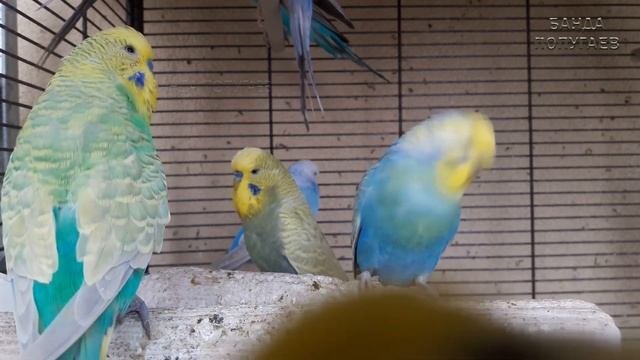 ? Учим попугая говорить. Урок №15: "Здравствуй, Солнышко!" смотреть онлайн