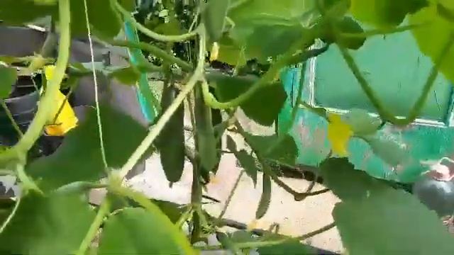 Огурцам был нужен Цитовит. смотреть онлайн